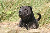 SHAR-PEI 873